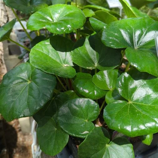 Farfugium japonicum
