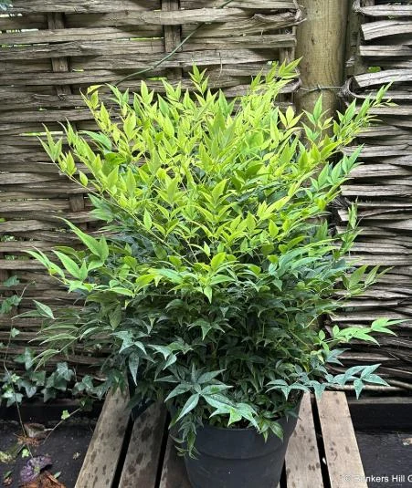 Nandina domestica