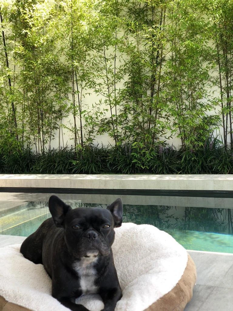 Perro descansando en su cama junto a un jardín de bambú